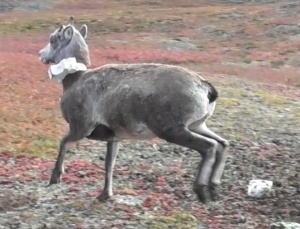 Экспедиция в Якутию по изучению снежного барана Хараулахского хребта летом 2025 г.