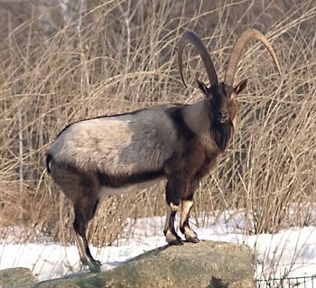  Реализация работ по восстановлению и сохранению популяции    серны и безоарового козла на территории Северного Кавказа