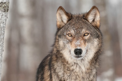 ФГБУ "ФЦРОХ"" размещает информацию о результатах исследований популяций волка
