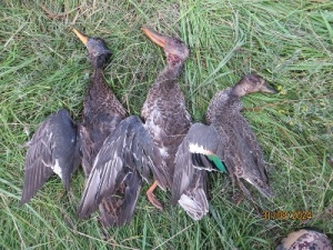 Онлайн-семинары по орнитологическим методикам