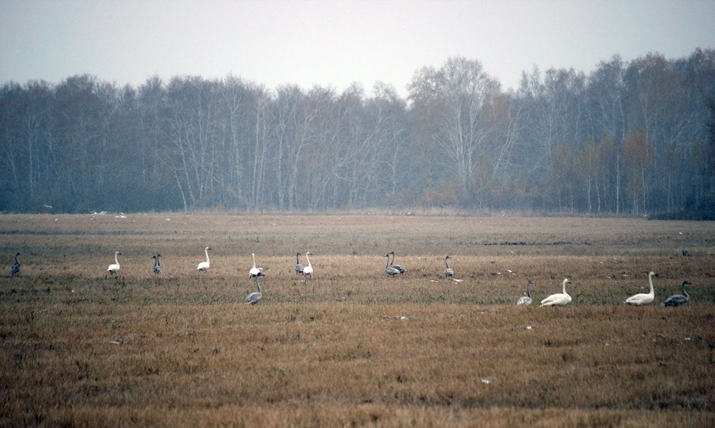 Лебеди-кликуны на скошенном поле